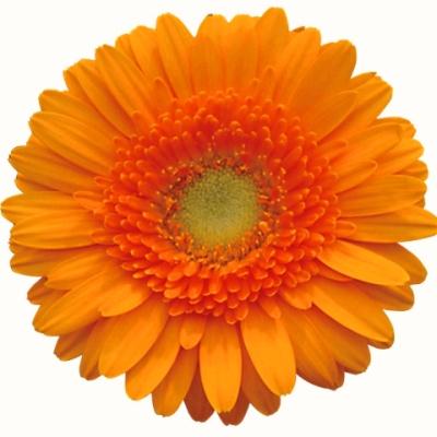 191486-L.jpg?tm=175325